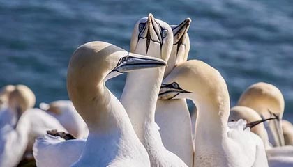 快播伦理剧：欲望与道德的边界探索