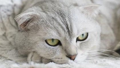 pixiv科普：猛料背后10个惊人真相