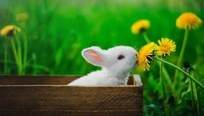 主持人在中午时分遭遇真相曝光,pixiv全网炸锅,详情发现